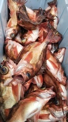 DSC_0746_コピー_コピー